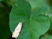 Vierpunkt Flechtenbärchen Weibchen